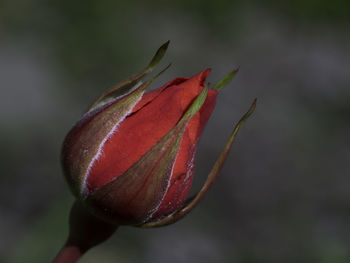 Close-up of red flower bud