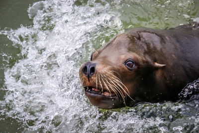 Close-up of dog in sea