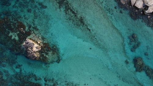 High angle view of coral swimming in sea