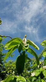 Low angle view of green plant against cloudy sky