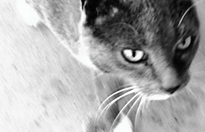 Close-up portrait of cat