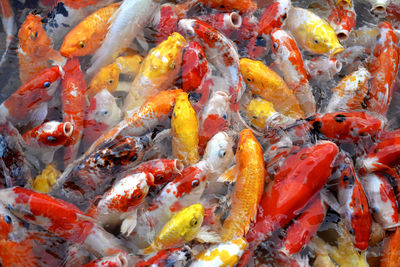 View of koi carps swimming in sea