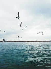 Birds flying over sea against sky