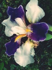 Close-up of purple flowers blooming outdoors