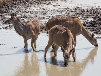 Greater kudu antelopes standing and drinking in water hole, etosha national park, namibia