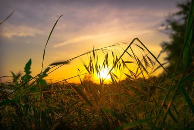 Silhouette of plants on field at sunset