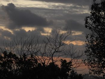 Low angle view of silhouette plants against sky