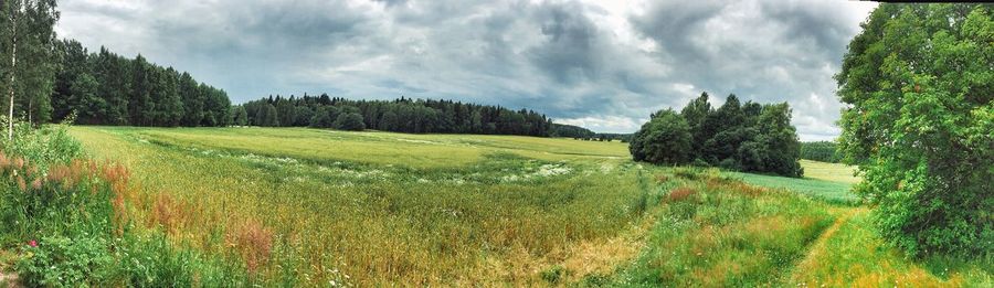 Panoramic shot of trees on field against sky