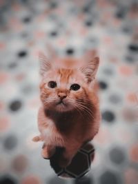 Close-up portrait of a cat