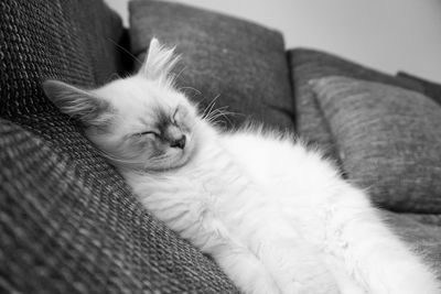 Close-up of cat resting on sofa at home