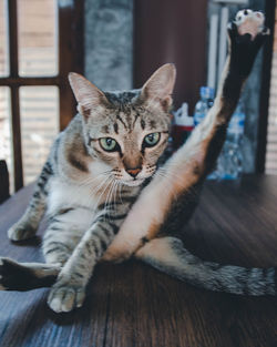 Close-up portrait of a cat
