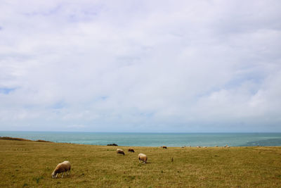 Flock of sheep in the sea