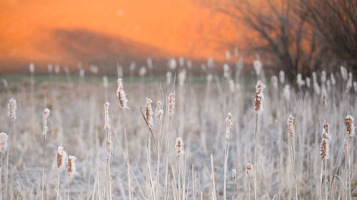 Close-up of dry plants on field during sunset