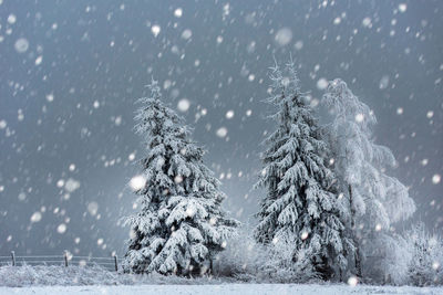 Trees on snow covered landscape