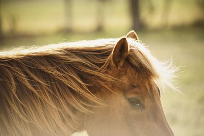 Close-up of brown horse on field