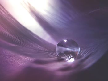 Extreme close up of purple flower