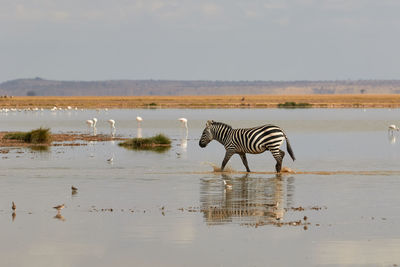 Zebra walking through the water