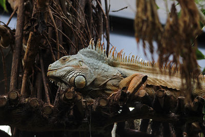 Close-up of a lizard on tree