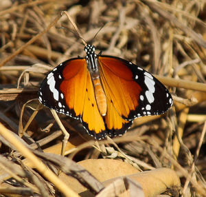 Close-up of butterfly on leaf