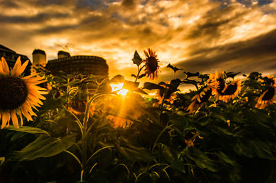 Scenic view of sunflower against sky during sunset