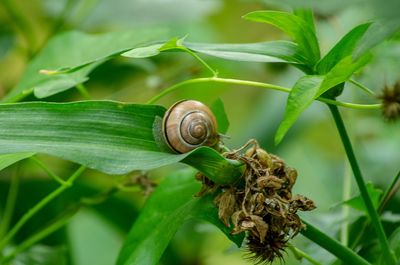 Close-up of snail on plant