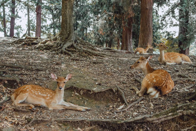 View of deer in the forest