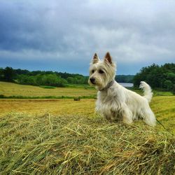 West highland white terrier by hay bale on field against cloudy sky