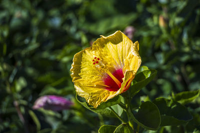 Close-up of yellow rose flower