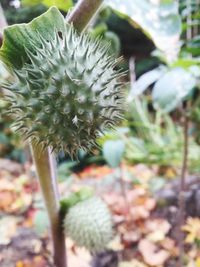 Close-up of dandelion