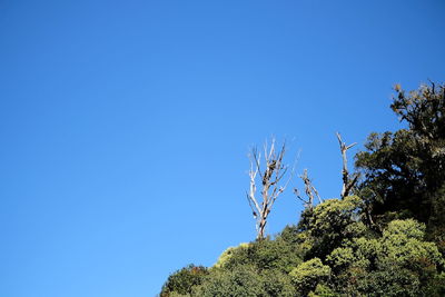 Low angle view of tree against blue sky