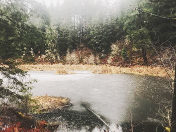 Scenic view of river in forest