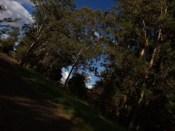 Low angle view of trees in forest against sky