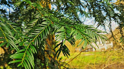 Low angle view of leaves against sky