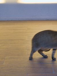 Cat walking on wooden floor