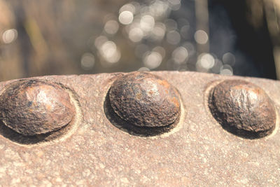 Close-up of rusty metal on wood