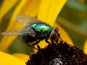 Close-up of fly on flower