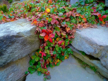 Close-up of ivy growing on plant