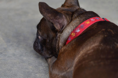 Close-up of dog looking away