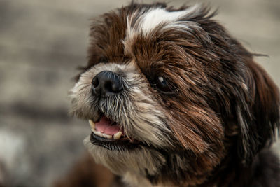 Close-up of dog looking away