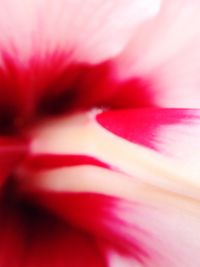 Full frame shot of pink flower