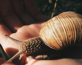 Close-up of cropped hand holding snail