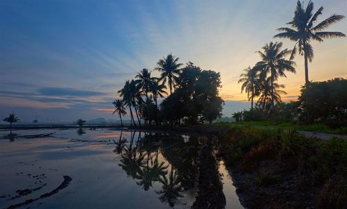 View of palm trees on beach at sunset