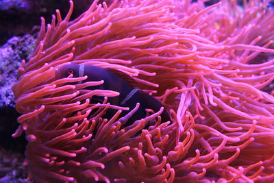 Close-up of a fish through coral in the sea