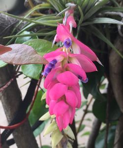 Close-up of pink flowers