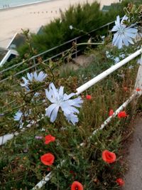 Close-up of white flowering plant