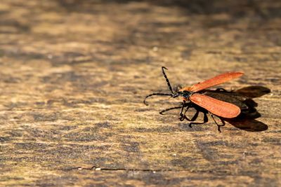 Close-up of insect