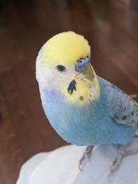 Close-up of a bird