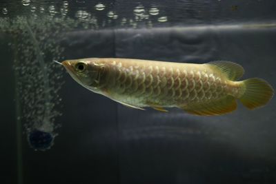 Arowana fish aged 3 months