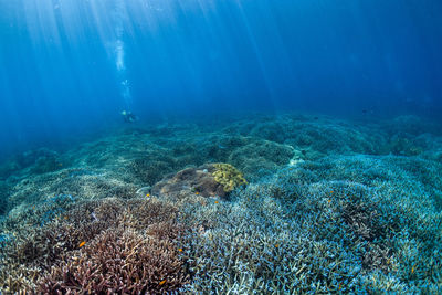 View of coral swimming in sea