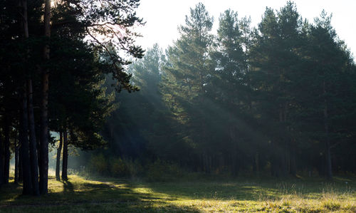 Trees on field in forest